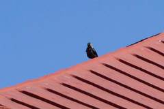 Corvus monedula soemmerringii