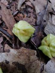 Acronychia suberosa
