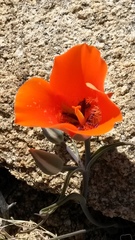 Calochortus kennedyi