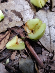 Acronychia suberosa