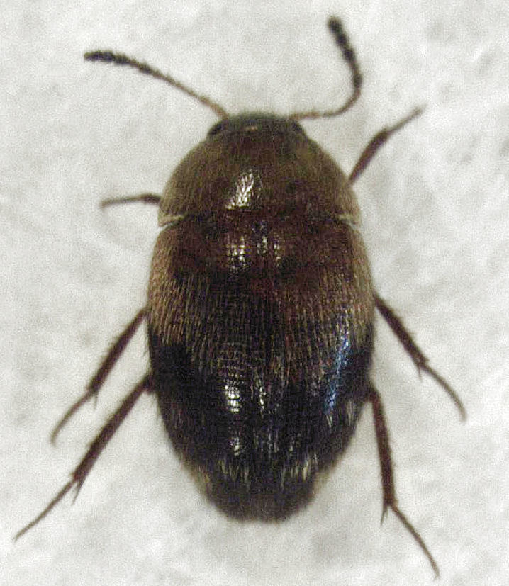 Agyrtodes