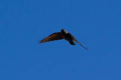 Corvus monedula soemmerringii