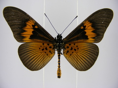 Acraea umbra macarioides