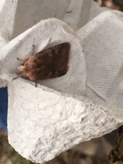 Cerastis leucographa