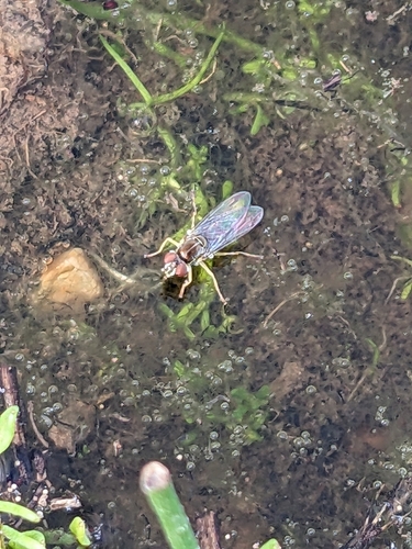 iNaturalist observation photo of Typical Hover Flies