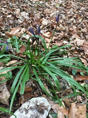 Hyacinthoides non-scripta