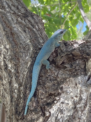 Aldabra Day Gecko, Phelsuma abbotti