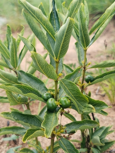 Image of Fadogia homblei by (c) Elena_Sherehora, some rights reserved (CC BY)