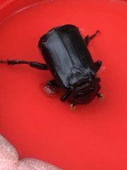 Nicrophorus humator