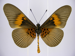 Acraea umbra macarioides