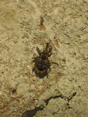 Conotrachelus