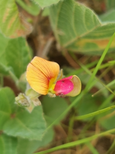 Image of Rhynchosia monophylla by (c) Elena_Sherehora, some rights reserved (CC BY)