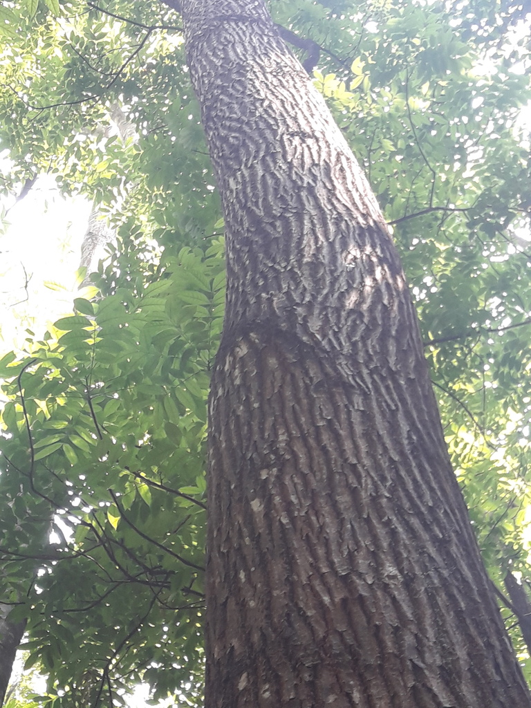 Tronco de caoba - Swietenia mahogany tree trunk