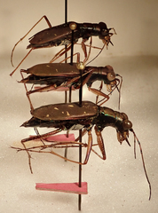 Hipparidium xanthophilum