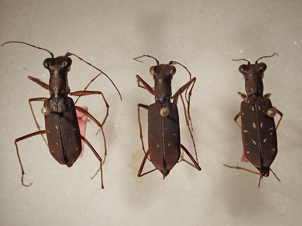 Cicindela xanthophila