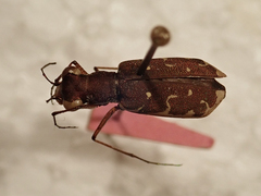 Image of Myriochila vicina
