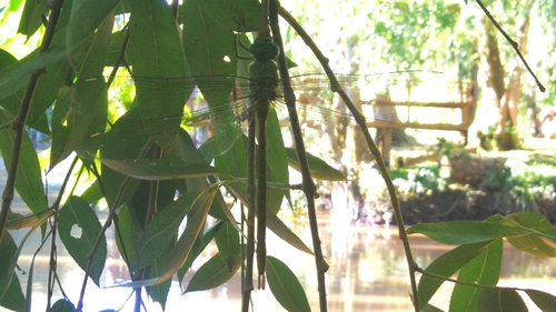 Staurophlebia bosqi