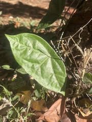 Passiflora megacoriacea image