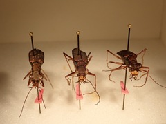 Hipparidium xanthophilum