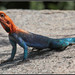 Agama dodomae - Photo (c) eddyc, algunos derechos reservados (CC BY-NC)