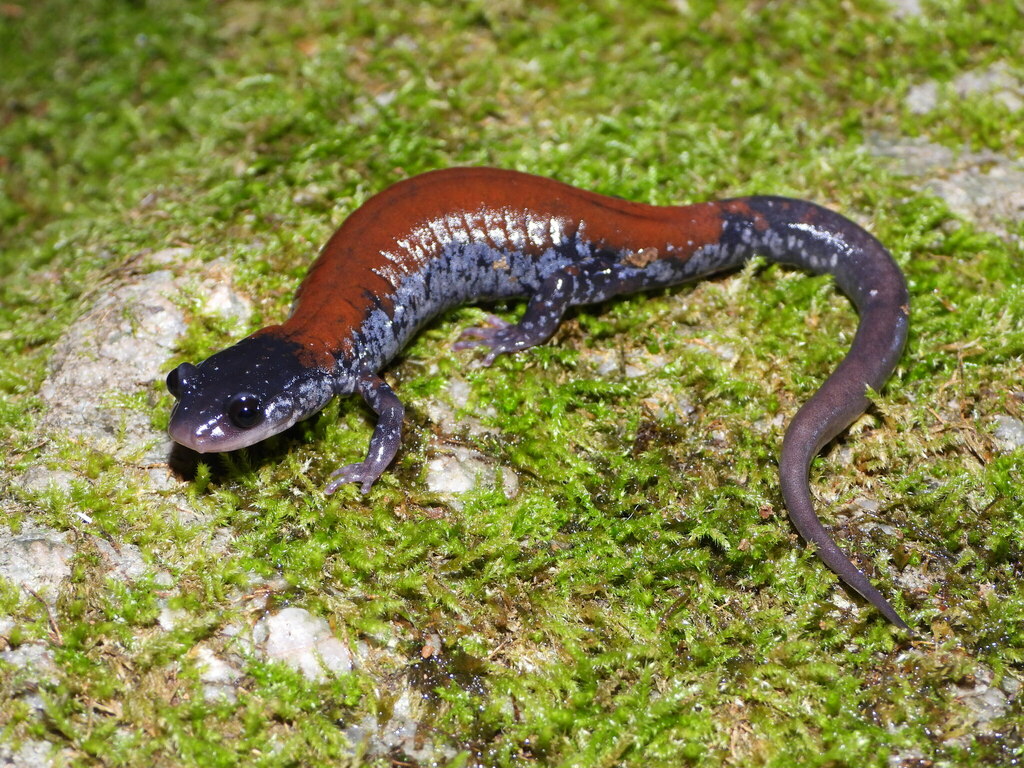 Yonahlossee Salamander