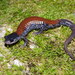 Plethodon yonahlossee - Photo (c) diomedea_exulans_li, μερικά δικαιώματα διατηρούνται (CC BY-NC)
