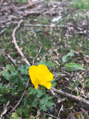 Ranunculus hispidus
