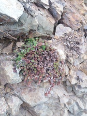 Saxifraga bronchialis funstonii