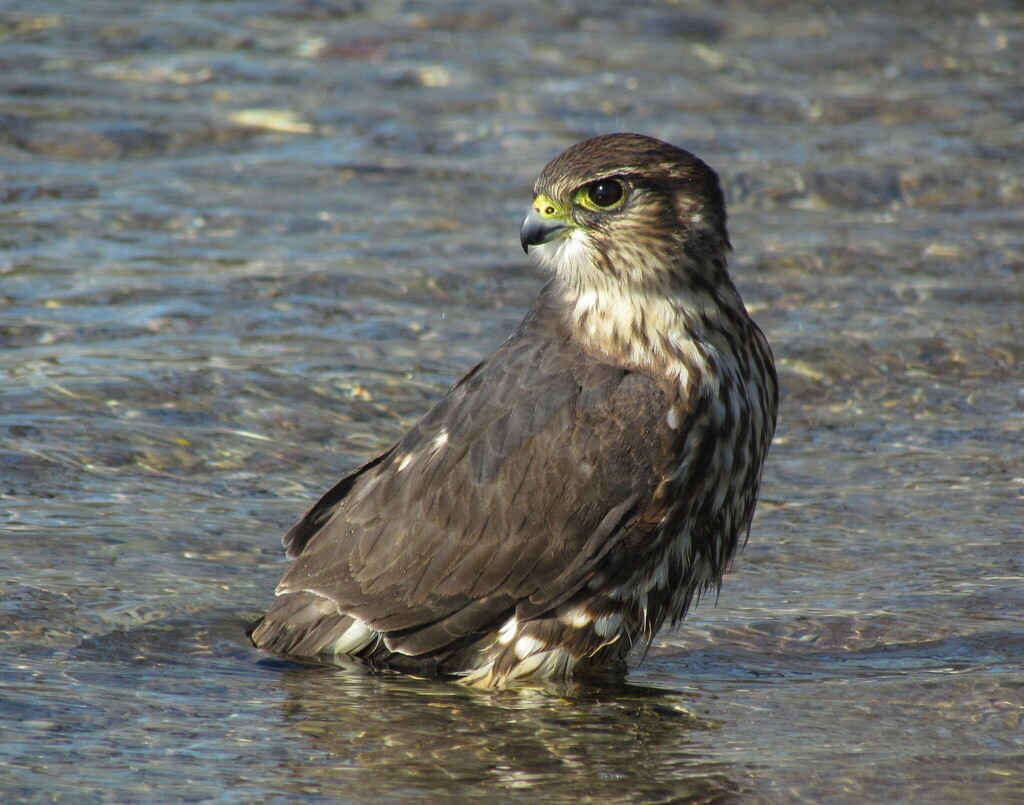 Merlin (Falco columbarius) — Aufnahme 3 mit Informationen zu Merkmalen und Verbreitung