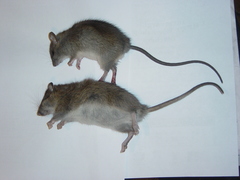 Brown Rat photo 5