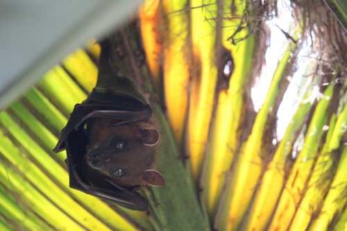Greater Short-nosed Fruit Bat