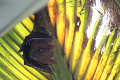 Cynopterus sphinx
