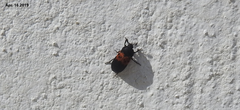 Dermestes vorax