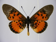 Acraea abdera abdera