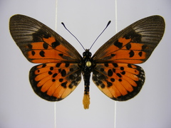 Acraea abdera abdera