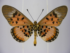 Acraea abdera abdera