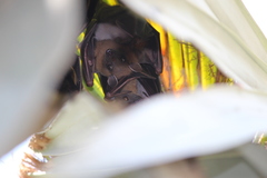 Cynopterus sphinx