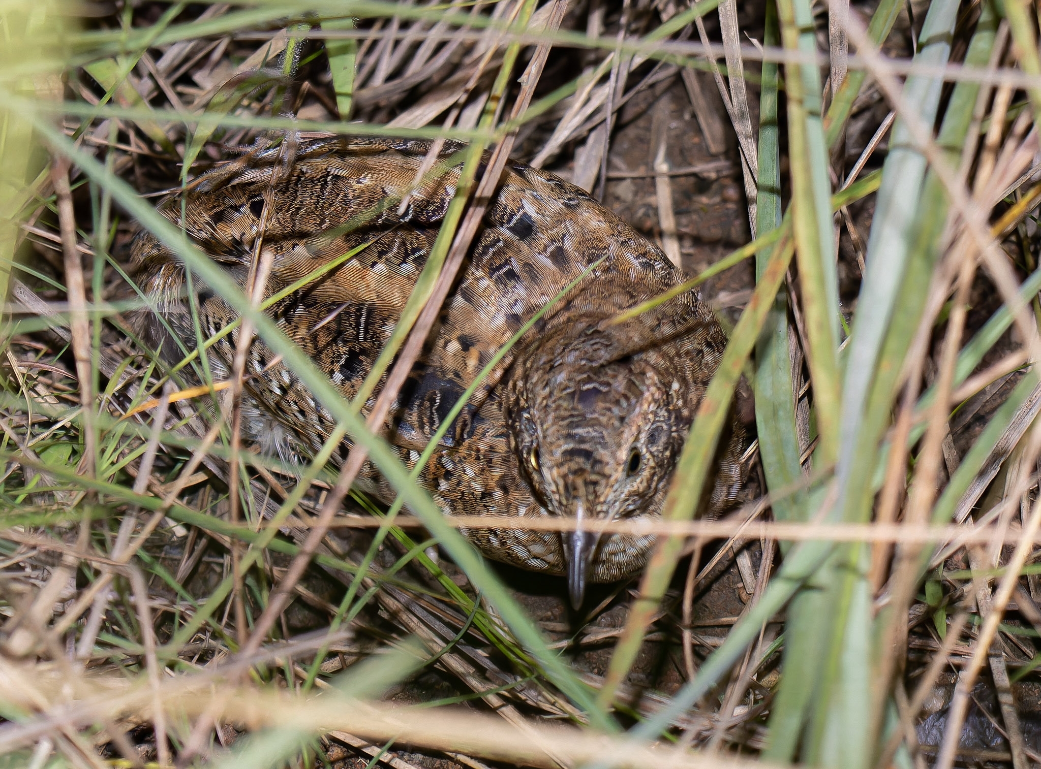 Dwarf Tinamou illustration