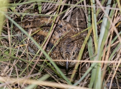 Dwarf Tinamou photo 1