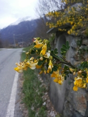 Hippocrepis emerus emerus