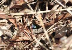 Poecilocoris splendidulus