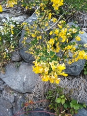 Hippocrepis emerus emerus