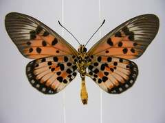Acraea abdera