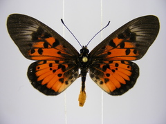 Acraea abdera