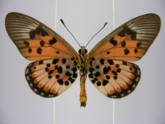 Acraea abdera abdera