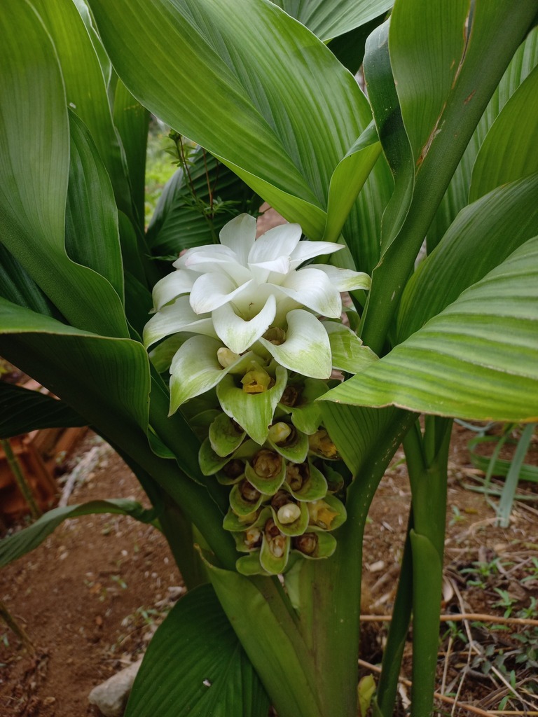 Foto de Cúrcuma