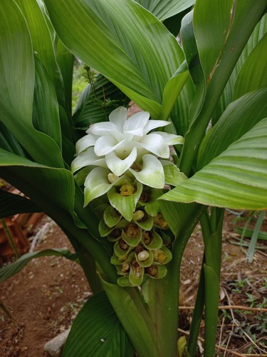 Cúrcuma