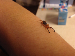 Ammotrechidae
