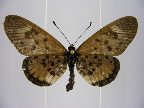 Abdera Acraea