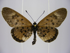 Acraea abdera abdera